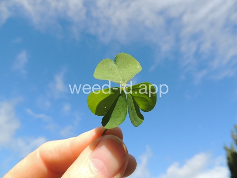 woodsorrel, creeping